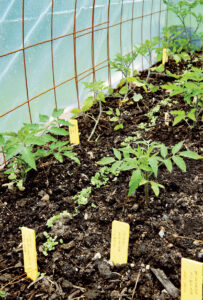 Greens And Tomatoes Inside Hoop House